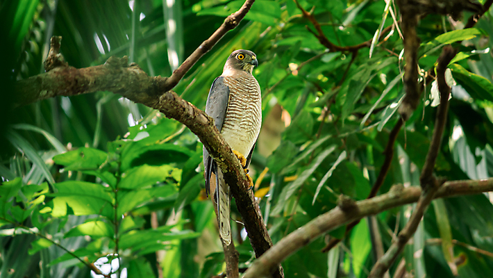 포토 JPG 해외이미지 나무 동물 야생동물 자연 조류 앉기 사람없음 야외 초록색 뷰티 갈색 환경 회색 나뭇가지 숲 먹이 깃털 부리 슛 육식동물 사냥꾼 서식지 경보 공격적 포식 해외포토 식물 직업 컬러 컨셉 모션 생태계 파일형식 이미지허브