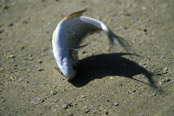포토 JPG 해외이미지 아시아 바다 낚시 어류 사람없음 마을 동남아시아 어부 해산물 캄보디아 타운 해외포토 직업 나라 레저 수중동물 도시 파일형식 이미지허브