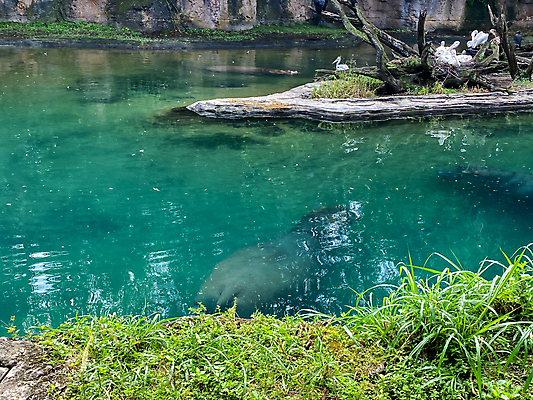 포토 JPG 해외이미지 동물 공원 여행 비즈니스 포유류 가족 아프리카 자연 하늘 건조 동물원 사람없음 야외 물 컬러풀 태양 미국 사막 자녀 연못 뜨거움 숲 위험 큼 사파리 장면 멸종 남쪽 사바나 왕국 플로리다 해외포토 자연요소 공공시설 나라 컬러 컨셉 북아메리카 관계 크기 방향 생태계 파일형식 이미지허브