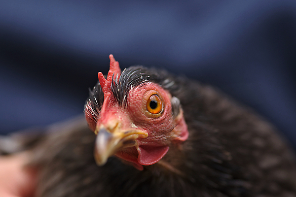 포토 JPG 해외이미지 동물 응시 계절 여자 얼굴 조류 생물 건강 사람없음 야외 신체부위 빨간색 여름 반려동물 햇빛 농장 머리 치킨 가축 회색 잡기 머리빗 닫기 작음 깃털 묘사 호기심 코 부리 기르기 암탉 특별함 해외포토 시선 감정 컬러 컨셉 농업 모션 사람 태양 미용용품 닭 크기 암컷 닭고기요리 돌봄 파일형식 이미지허브