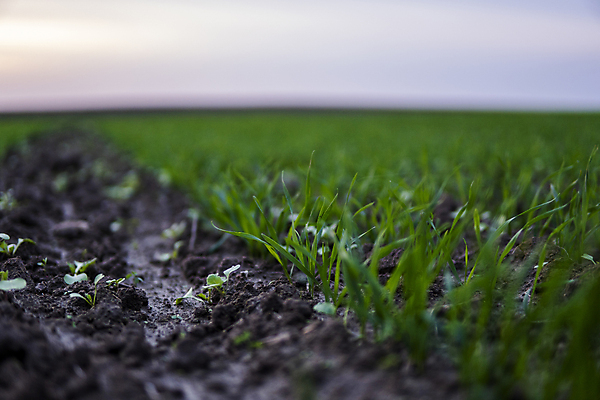 포토 JPG 해외이미지 식물 계절 음식 잎 밭 농업 자연 건강 옥수수 씨앗 사람없음 초록색 농작물 농장 농경지 새싹 흙 봄 성장 시골 상품 이슬 낟알 땅 시리얼 밀 허브 유기농 원예 먼지 내추럴 땅바닥 모종 밭일 생태학 줄서기 호밀 세련 귀리 해외포토 웰빙 교육 산업 컬러 모션 곡류 바닥 취미 생태계 파일형식 이미지허브