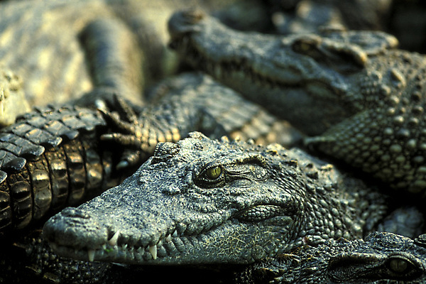 포토 JPG 해외이미지 동물 아시아 농업 사람없음 농장 동남아시아 악어 캄보디아 밭일 해외포토 나라 산업 파충류 파일형식 이미지허브