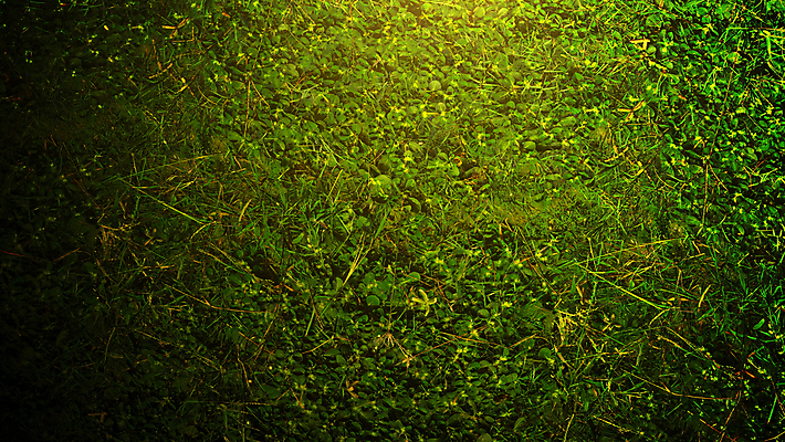 포토 JPG 해외이미지 식물 계절 공원 백그라운드 잎 패턴 밭 자연 표면 추상 바닥 잔디 사람없음 장식 초록색 빛 농장 3D 환경 정원 축구 봄 활발 야구 게임 흰색 신선 땅 질감 내추럴 고립 땅바닥 해외포토 공공시설 컬러 컨셉 무늬 농업 놀이 구기 디지털합성 생태계 파일형식 이미지허브