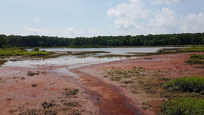 포토 JPG 해외이미지 나무 꽃 호수 자연 사람없음 야외 빨간색 강 연못 해조류 습지 진흙 해외포토 식물 컬러 해양식물 생태계 파일형식 이미지허브