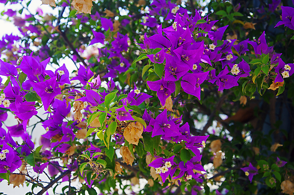포토 JPG 해외이미지 식물 계절 공원 꽃잎 꽃 백그라운드 잎 꽃무늬 가족 자연 그림자 사람없음 야외 장식 초록색 파란색 컬러풀 뷰티 노란색 새싹 정원 보라색 봄 성장 벚꽃 흰색 제비꽃 원예 내추럴 영원 많음 해외포토 공공시설 컬러 컨셉 무늬 관계 취미 생태계 파일형식 이미지허브