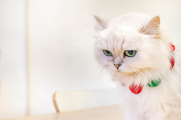 포토 JPG 해외이미지 동물 1 응시 행복 얼굴 백그라운드 장난 포유류 휴식 주택 털 건강 사람없음 반려동물 귀여움 고양이 놀람 줄무늬 카페 회색 흰색 표현 잠 오픈 작음 모피 호기심 얼룩무늬 솜털 고립 기르기 해외포토 시선 감정 컬러 컨셉 무늬 표정 건물 신체부위 상점 크기 돌봄 파일형식 이미지허브