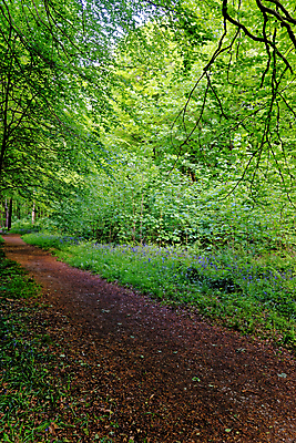 포토 JPG 해외이미지 나무 식물 계절 꽃 길 야생동물 여행 백그라운드 잎 자연 영국 잉글랜드 풍경 사람없음 야외 목재 파란색 빛 환경 보라색 봄 성장 시골 황무지 숲 내추럴 블루벨 삼림지대 해외포토 동물 유럽 컬러 재료 생태계 파일형식 이미지허브