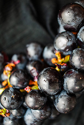 포토 JPG 해외이미지 열매 음식 백그라운드 잎 농업 다이어트 과일 자연 포도 건강 사람없음 빨간색 파란색 와인 보라색 검은색 어둠 주스 수확 나뭇가지 신선 그룹 달콤 맛 자르기 다발 수집 유기농 질감 포도밭 포도나무 내추럴 숙성 양조장 해외포토 나무 식물 웰빙 산업 음료 컬러 컨셉 밭 모션 주류 과일나무 생태계 파일형식 이미지허브