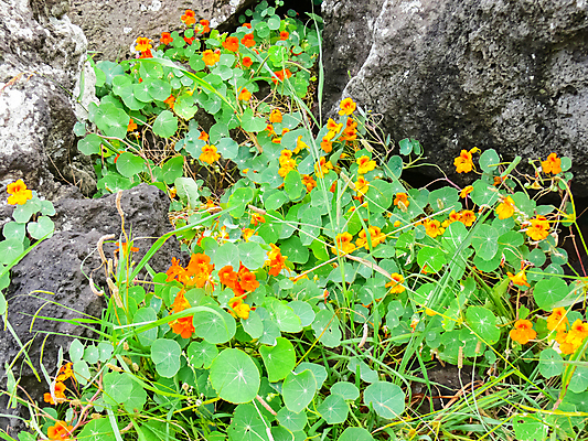 포토 JPG 해외이미지 식물 공원 꽃잎 꽃 섬 백그라운드 꽃무늬 봄꽃 자연 부활절 사랑 사람없음 빨간색 초록색 여름 뷰티 정원 봄 튤립 벚꽃 자르기 아로마 화단 마법 아열대 집회 많음 해외포토 계절 공공시설 기념일 감정 컬러 컨셉 무늬 모션 생태계 파일형식 이미지허브