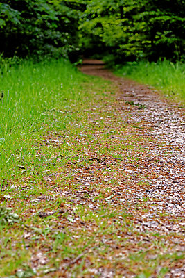 포토 JPG 해외이미지 나무 식물 계절 꽃 길 야생동물 여행 백그라운드 잎 자연 영국 잉글랜드 풍경 사람없음 야외 목재 파란색 빛 환경 보라색 봄 성장 시골 황무지 숲 내추럴 블루벨 삼림지대 해외포토 동물 유럽 컬러 재료 생태계 파일형식 이미지허브