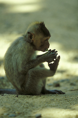 포토 JPG 해외이미지 동물 아시아 농업 사람없음 동남아시아 원숭이 캄보디아 해외포토 나라 산업 포유류 파일형식 이미지허브