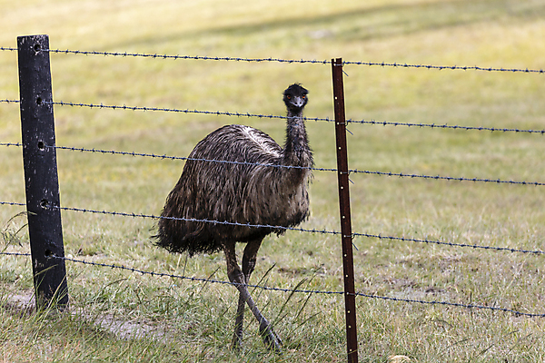 포토 JPG 해외이미지 동물 야생동물 밭 자연 조류 종류 사람없음 야외 초록색 울타리 달리기 갈색 머리 걷기 환경 검은색 산책 호주 큼 눈동자 깃털 부리 철사 목 타조 달리기선수 방목장 오지 해외포토 컬러 농업 모션 휴식 신체부위 담장 눈_신체부위 오세아니아 크기 생태계 육상선수 파일형식 이미지허브