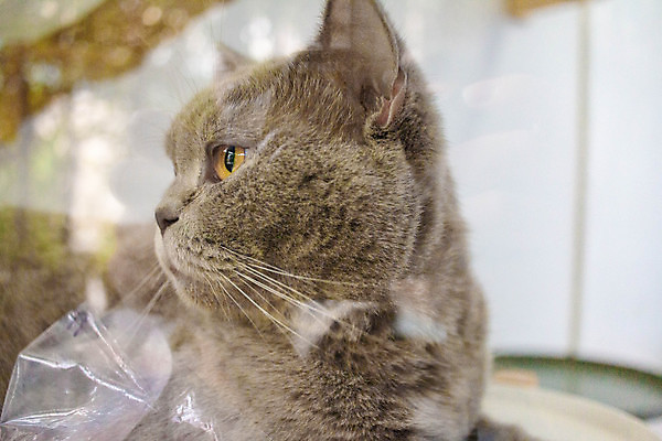 포토 JPG 해외이미지 동물 1 응시 행복 얼굴 백그라운드 장난 포유류 휴식 주택 털 건강 사람없음 반려동물 귀여움 고양이 놀람 줄무늬 카페 회색 흰색 표현 잠 오픈 작음 모피 호기심 얼룩무늬 솜털 고립 기르기 해외포토 시선 감정 컬러 컨셉 무늬 표정 건물 신체부위 상점 크기 돌봄 파일형식 이미지허브