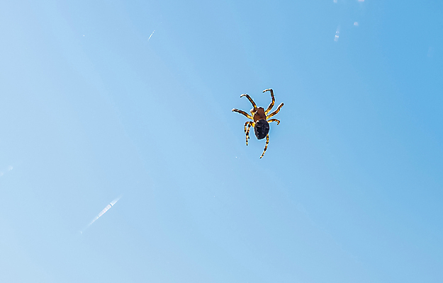 포토 JPG 해외이미지 동물 야생동물 곤충 백그라운드 패턴 자연 벽지 아침 사람없음 야외 초록색 여름 정원 웹 그물 수분 거미줄 거미 내추럴 동물상 슬라이드 해외포토 주간 계절 컬러 무늬 인터넷 조형물 생태계 파일형식 이미지허브