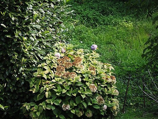 포토 JPG 해외이미지 식물 꽃 분홍색 자연 사람없음 정원 보라색 제비꽃 수국 라일락 내추럴 해외포토 컬러 생태계 파일형식 이미지허브