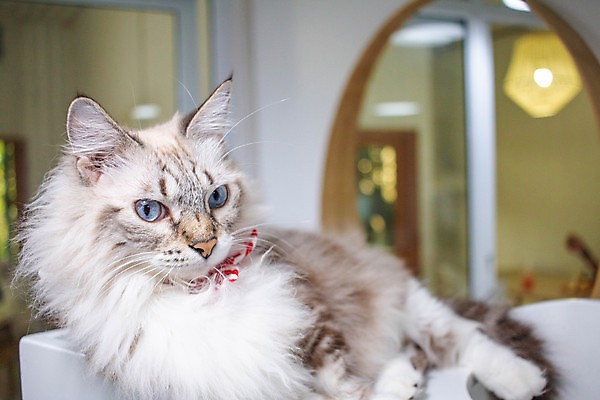 포토 JPG 해외이미지 동물 1 응시 행복 얼굴 백그라운드 장난 포유류 휴식 주택 털 건강 사람없음 반려동물 귀여움 고양이 놀람 줄무늬 카페 회색 흰색 표현 잠 오픈 작음 모피 호기심 얼룩무늬 솜털 고립 기르기 해외포토 시선 감정 컬러 컨셉 무늬 표정 건물 신체부위 상점 크기 돌봄 파일형식 이미지허브