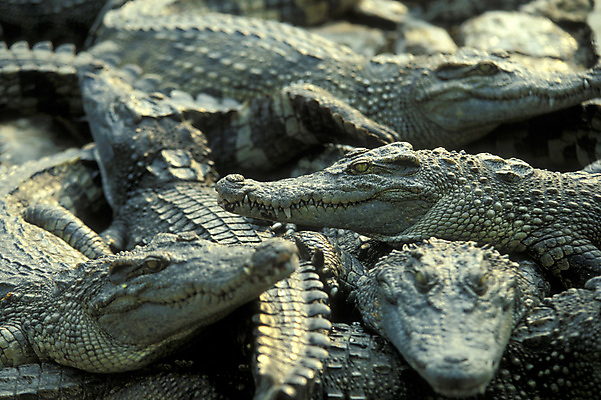 포토 JPG 해외이미지 동물 아시아 농업 사람없음 농장 동남아시아 악어 캄보디아 밭일 해외포토 나라 산업 파충류 파일형식 이미지허브