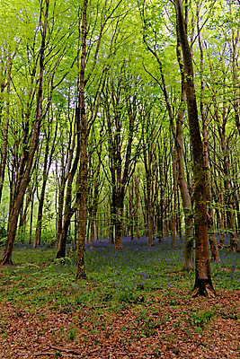 포토 JPG 해외이미지 나무 식물 계절 꽃 길 야생동물 여행 백그라운드 잎 자연 영국 잉글랜드 풍경 사람없음 야외 목재 파란색 빛 환경 보라색 봄 성장 시골 황무지 숲 내추럴 블루벨 삼림지대 해외포토 동물 유럽 컬러 재료 생태계 파일형식 이미지허브