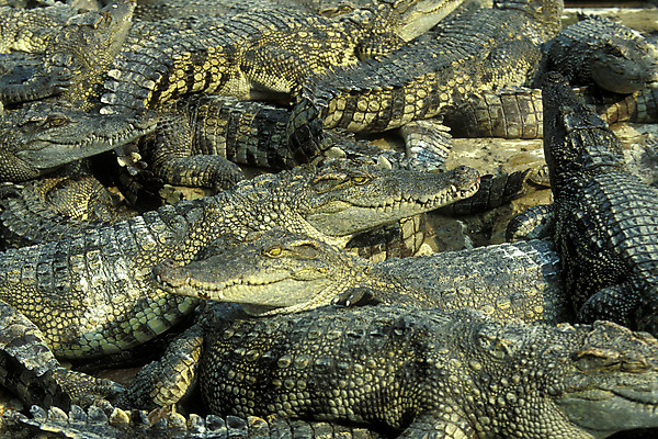 포토 JPG 해외이미지 동물 아시아 농업 사람없음 농장 동남아시아 악어 캄보디아 밭일 해외포토 나라 산업 파충류 파일형식 이미지허브
