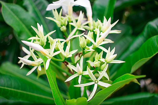 포토 JPG 해외이미지 나무 식물 공원 꽃잎 꽃 아시아 잎 과일 태국 자연 벽지 표면 사람없음 야외 장식 초록색 여름 뷰티 환경 정원 봄 성장 벚꽃 흰색 나뭇가지 신선 독약 개화 허브 오브젝트 유기농 내추럴 해외포토 웰빙 계절 공공시설 나라 컬러 생태계 파일형식 이미지허브