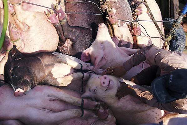 포토 JPG 해외이미지 아시아 호수 농업 육류 돼지고기 사람없음 동남아시아 보트 시장 농부 캄보디아 밭일 해외포토 직업 나라 산업 배_교통 식재료 파일형식 이미지허브