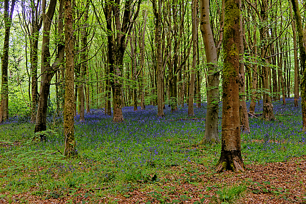 포토 JPG 해외이미지 나무 식물 계절 꽃 길 야생동물 여행 백그라운드 잎 자연 영국 잉글랜드 풍경 사람없음 야외 목재 파란색 빛 환경 보라색 봄 성장 시골 황무지 숲 내추럴 블루벨 삼림지대 해외포토 동물 유럽 컬러 재료 생태계 파일형식 이미지허브
