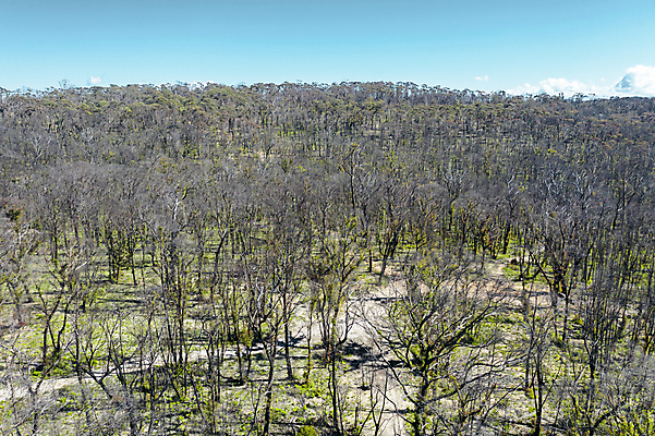 포토 JPG 해외이미지 나무 식물 도로 여행 잎 자연 하늘 불 안테나 사람없음 야외 초록색 파란색 갈색 환경 검은색 호주 숲 땅 머리위 먼지 내추럴 드론 선로 흙길 해외포토 자연요소 길 컬러 통신 교통시설 흙 오세아니아 생태계 파일형식 이미지허브