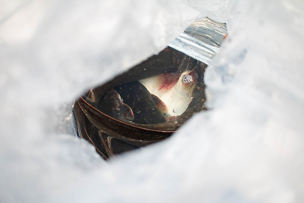 포토 JPG 해외이미지 동물 전통 접시 호수 야생동물 음식 바다 백그라운드 채소 자연 낚시 디저트 건강 요리 동양인 사람없음 물 강 검은색 수중 식사 저녁식사 흰색 신선 잡기 먹기 해산물 콧수염 내추럴 점심식사 고립 민물 해외포토 자연요소 식기 컬러 모션 레저 수염 인종 생태계 파일형식 이미지허브