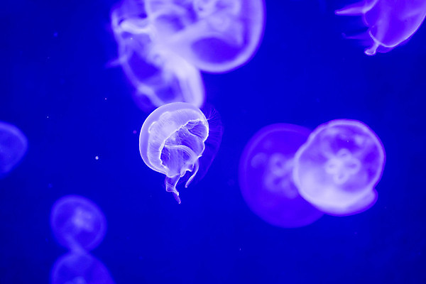 포토 JPG 해외이미지 동물 야생동물 바다 백그라운드 자연 생물 어류 사람없음 물 파란색 빛 검은색 수중 수영 어둠 달 독약 투명 위험 수족관 젤리 촉수 형광등 해파리 찌르기 빛망울 광 깊이 이국적 해외포토 자연요소 컬러 컨셉 모션 디저트 전등 수중동물 수상스포츠 자포동물 생태계 파일형식 이미지허브