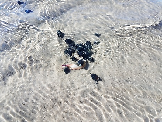 포토 JPG 해외이미지 동물 야생동물 모래 바다 갑각류 사람없음 물 모래사장 검은색 게 껍질 먹기 수유 해외포토 자연요소 컬러 모션 파일형식 이미지허브