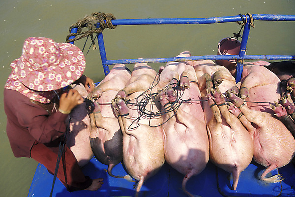 포토 JPG 해외이미지 아시아 호수 농업 육류 돼지고기 사람없음 동남아시아 보트 시장 농부 캄보디아 밭일 해외포토 직업 나라 산업 배_교통 식재료 파일형식 이미지허브