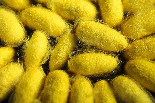 포토 JPG 해외이미지 아시아 공장 사람없음 동남아시아 도시 실크 캄보디아 해외포토 나라 공업 직물 파일형식 이미지허브