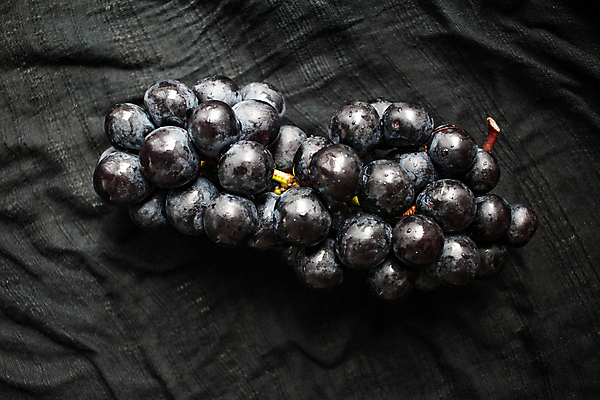 포토 JPG 해외이미지 열매 음식 백그라운드 잎 농업 다이어트 과일 자연 포도 건강 사람없음 빨간색 파란색 와인 보라색 검은색 어둠 주스 수확 나뭇가지 신선 그룹 달콤 맛 자르기 다발 수집 유기농 질감 포도밭 포도나무 내추럴 숙성 양조장 해외포토 나무 식물 웰빙 산업 음료 컬러 컨셉 밭 모션 주류 과일나무 생태계 파일형식 이미지허브