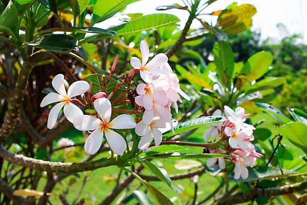 포토 JPG 해외이미지 주간 분홍색 사람없음 야외 뷰티 맑음 다발 열대꽃 해외포토 자연요소 꽃 컬러 날씨 파일형식 이미지허브