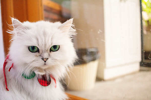 포토 JPG 해외이미지 동물 1 응시 행복 얼굴 백그라운드 장난 포유류 휴식 주택 털 건강 사람없음 반려동물 귀여움 고양이 놀람 줄무늬 카페 회색 흰색 표현 잠 오픈 작음 모피 호기심 얼룩무늬 솜털 고립 기르기 해외포토 시선 감정 컬러 컨셉 무늬 표정 건물 신체부위 상점 크기 돌봄 파일형식 이미지허브