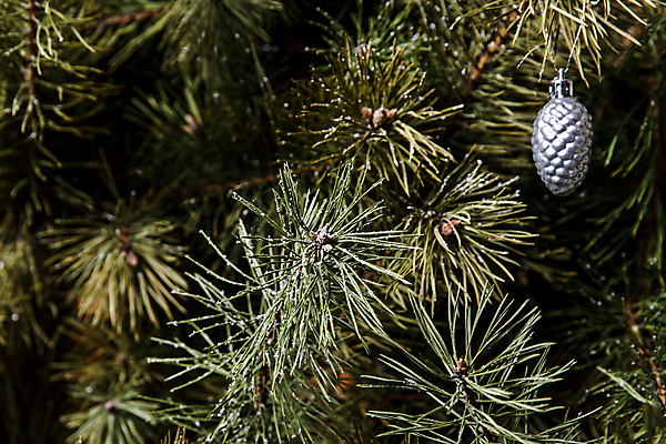 포토 JPG 해외이미지 나무 식물 별 벽 백그라운드 잎 크리스마스 겨울 패턴 자연 휴가 불꽃 새로움 사람없음 야외 목재 장식 초록색 노란색 정원 축제 수확 흰색 나뭇가지 신선 소나무 황금 숲 연도 묘사 질감 보케 침엽수 전나무 원뿔 내추럴 노엘 인공 가문비나무 미니멀리스트 해외포토 자연요소 도형 계절 기념일 컬러 컨셉 무늬 농업 재료 불 생태계 파일형식 이미지허브