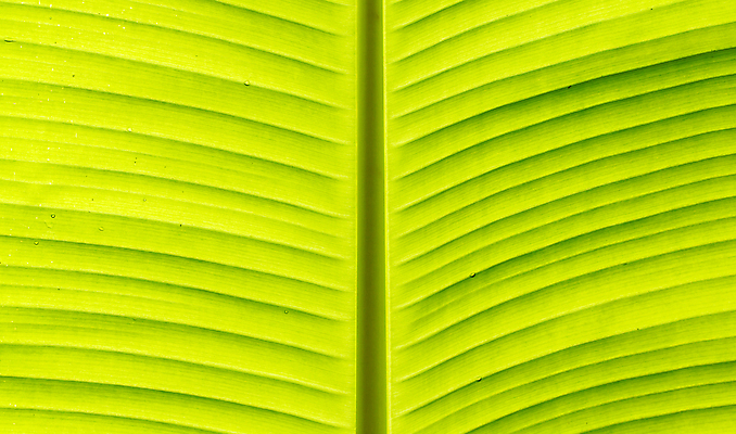 포토 JPG 해외이미지 백그라운드 잎 패턴 자연 벽지 표면 추상 바나나 사람없음 초록색 컬러풀 정원 피부 원예 질감 내추럴 특별함 해외포토 식물 컬러 컨셉 무늬 과일 취미 신체부위 생태계 파일형식 이미지허브