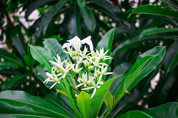 포토 JPG 해외이미지 나무 식물 공원 꽃잎 꽃 아시아 잎 과일 태국 자연 벽지 표면 사람없음 야외 장식 초록색 여름 뷰티 환경 정원 봄 성장 벚꽃 흰색 나뭇가지 신선 독약 개화 허브 오브젝트 유기농 내추럴 해외포토 웰빙 계절 공공시설 나라 컬러 생태계 파일형식 이미지허브