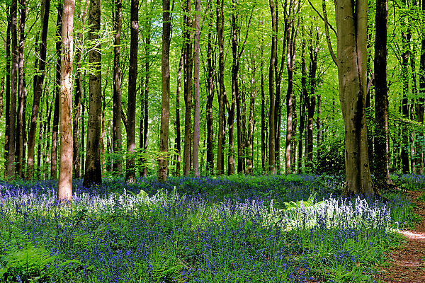 포토 JPG 해외이미지 나무 식물 계절 꽃 길 야생동물 여행 백그라운드 잎 자연 영국 잉글랜드 풍경 사람없음 야외 목재 파란색 빛 환경 보라색 봄 성장 시골 황무지 숲 내추럴 블루벨 삼림지대 해외포토 동물 유럽 컬러 재료 생태계 파일형식 이미지허브