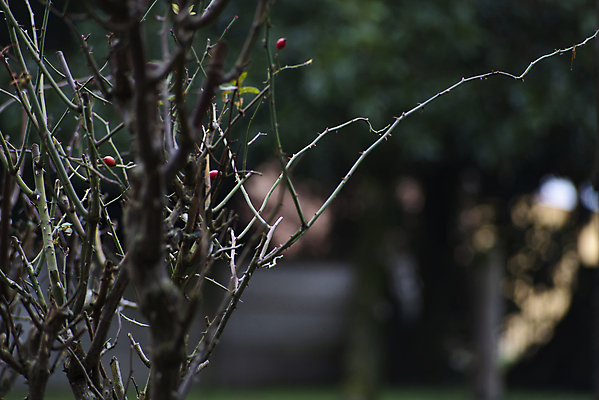 포토 JPG 해외이미지 식물 사람없음 정원 슬픔 나뭇가지 가시 관목 우울감 해외포토 나무 감정 파일형식 이미지허브