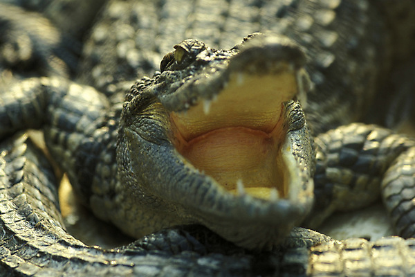 포토 JPG 해외이미지 동물 아시아 농업 사람없음 농장 동남아시아 악어 캄보디아 밭일 해외포토 나라 산업 파충류 파일형식 이미지허브