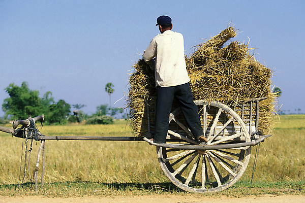 포토 JPG 해외이미지 아시아 사람없음 마을 동남아시아 카트 소 농부 캄보디아 밭일 해외포토 직업 나라 포유류 파일형식 이미지허브