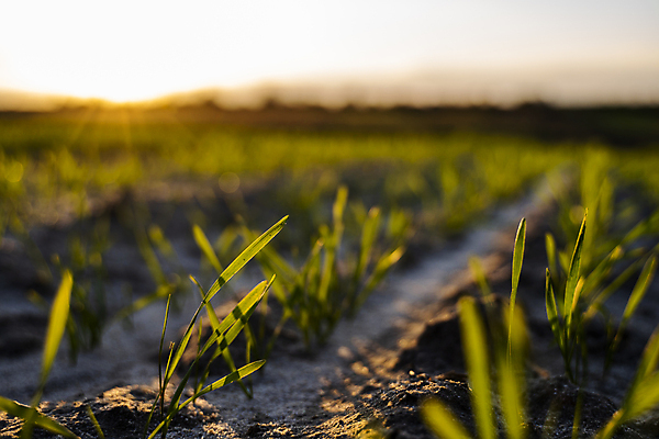 포토 JPG 해외이미지 식물 계절 음식 잎 밭 농업 자연 건강 옥수수 씨앗 풍경 사람없음 초록색 농작물 농장 농경지 새싹 흙 봄 성장 시골 상품 이슬 낟알 땅 시리얼 밀 허브 유기농 원예 먼지 내추럴 땅바닥 모종 밭일 생태학 줄서기 호밀 세련 귀리 해외포토 웰빙 교육 산업 컬러 모션 곡류 바닥 취미 생태계 파일형식 이미지허브