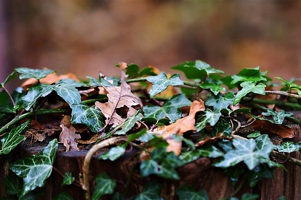 포토 JPG 해외이미지 식물 백그라운드 잎 자연 사람없음 야외 초록색 햇빛 갈색 닫기 봉 아이비 해외포토 컬러 모션 태양 생태계 파일형식 이미지허브
