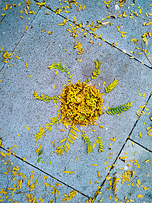 포토 JPG 해외이미지 식물 계절 호수 백그라운드 단풍 잎 자연 바람 건조 매달리기 사람없음 야외 빛 컬러풀 눕기 햇빛 태양 갈색 노란색 맑음 고요 일몰 가을 고독 떨어짐 소프트포커스 숲 11월 땅 빛망울 10월 돌리기 삼림지대 카피스페이스 해외포토 자연요소 감정 컬러 컨셉 모션 날씨 촬영기법 노을 공백 날짜 생태계 파일형식 이미지허브