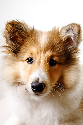 포토 JPG 해외이미지 동물 행복 새끼 백그라운드 장난 포유류 가족 털 미소 앉기 성인 사람없음 파란색 반려동물 갈색 머리 검은색 흰색 그룹 양치기 개 강아지 혀 사냥개 여우 슛 솜털 생강 송곳니 떨림 고립 기르기 해외포토 직업 감정 컬러 채소 관계 모션 표정 사람 신체부위 입 치아 돌봄 파일형식 이미지허브