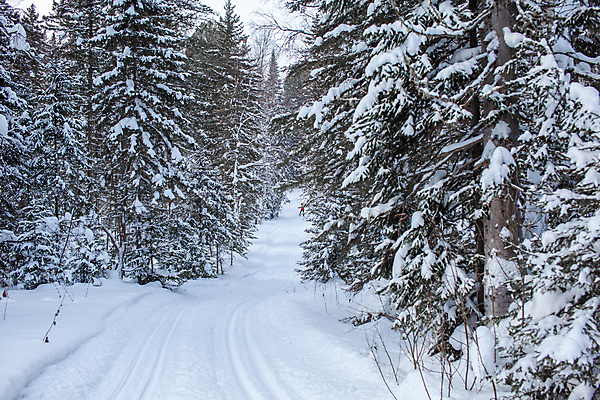 포토 JPG 해외이미지 나무 길 겨울 자연 사람없음 야외 눈 숲 가로수 해외포토 자연요소 식물 계절 날씨 생태계 파일형식 이미지허브