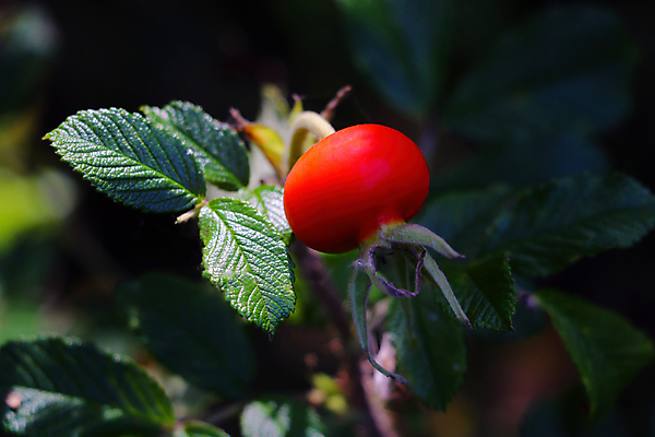 포토 JPG 해외이미지 나무 식물 계절 열매 음식 잎 과일 자연 건강 사람없음 빨간색 초록색 장미 정원 가을 나뭇가지 신선 닫기 엉덩이 허브 내추럴 숙성 해외포토 꽃 컬러 모션 신체부위 생태계 파일형식 이미지허브