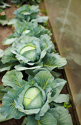 포토 JPG 해외이미지 잎 밭 채소 사람없음 야외 초록색 농작물 양배추 일렬 해외포토 식물 컬러 농업 파일형식 이미지허브