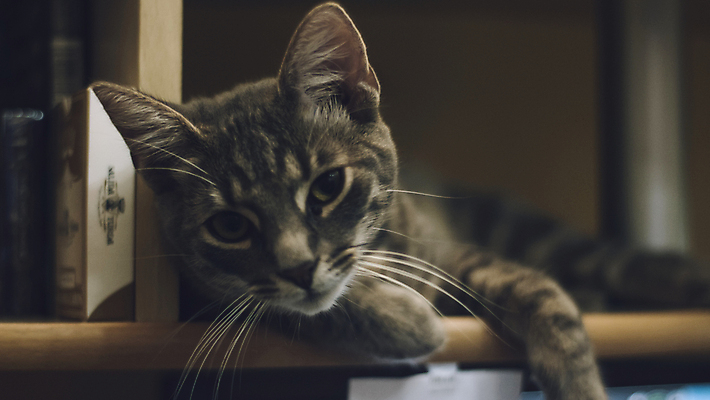 포토 JPG 해외이미지 동물 응시 포유류 수염 털 실내 앉기 사람없음 목재 반려동물 머리 쌓기 카메라 고양이 회색 작음 호기심 육식동물 주둥이 노려봄 해외포토 나무 시선 감정 컬러 컨셉 재료 모션 표정 내부 신체부위 전자제품 크기 파일형식 이미지허브